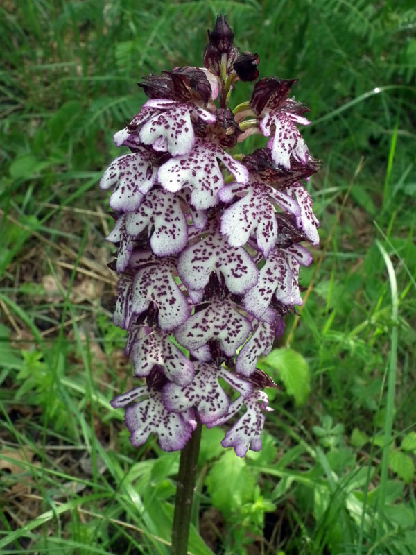 <i>Orchis purpurea</i> Huds.