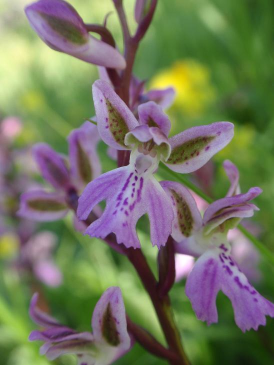 <i>Orchis patens</i> Desf.