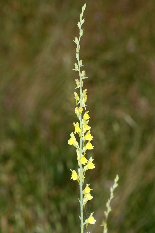 <i>Linaria genistifolia</i> (L.) Mill.