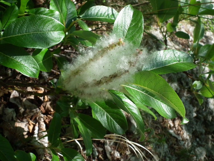 <i>Salix crataegifolia</i> Bertol.