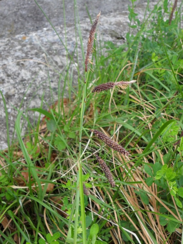 Carex5.jpg