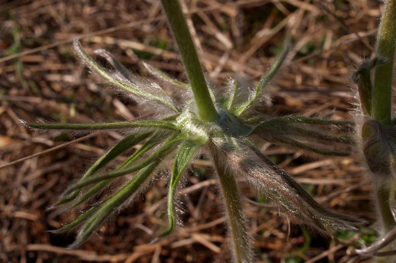 <i>Pulsatilla montana</i> (Hoppe) Rchb. subsp. <i>montana</i>
