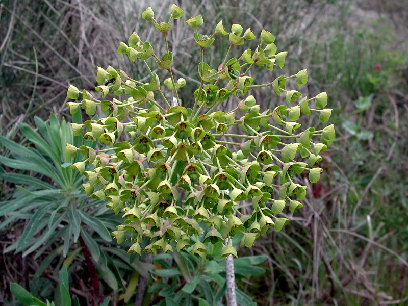 <i>Euphorbia characias</i> L.