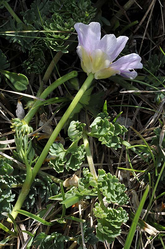 <i>Callianthemum kernerianum</i> Freyn ex A.Kern.