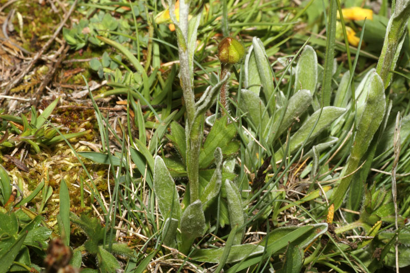 <i>Antennaria carpatica</i> (Wahlenb.) Bluff & Fingerh. subsp. <i>helvetica</i> (Chrtek & Pouzar) Chrtek & Pouzar