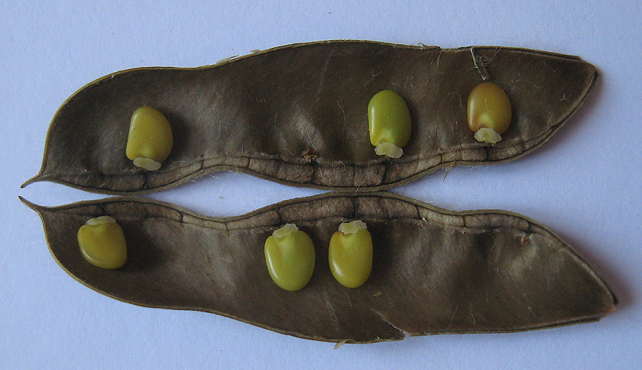 <i>Cytisus scoparius</i> (L.) Link subsp. <i>scoparius</i>