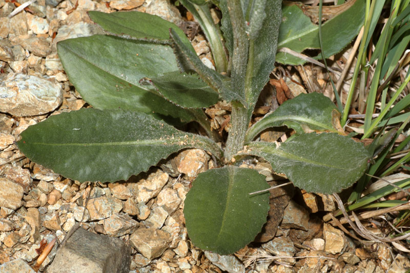 <i>Senecio doronicum</i> (L.) L. subsp. <i>doronicum</i>