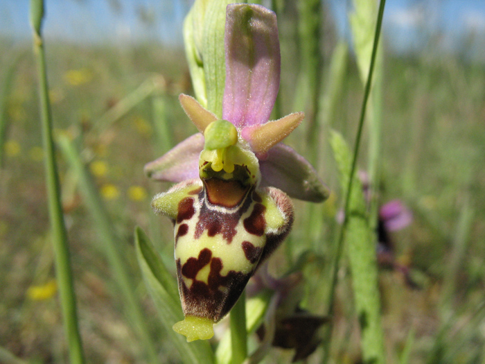 <i>Ophrys dinarica</i> Kranjčev & P.Delforge