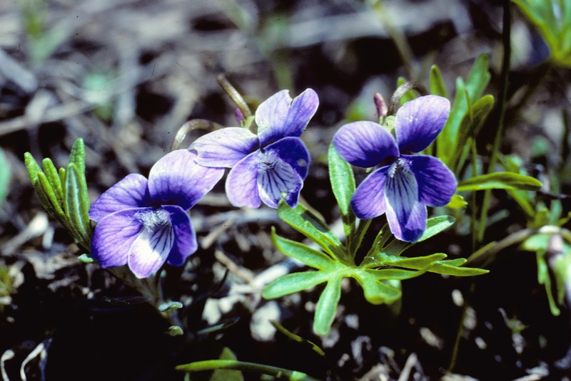 <i>Viola pinnata</i> L.