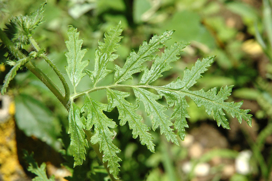 <i>Phacelia tanacetifolia</i> Benth.