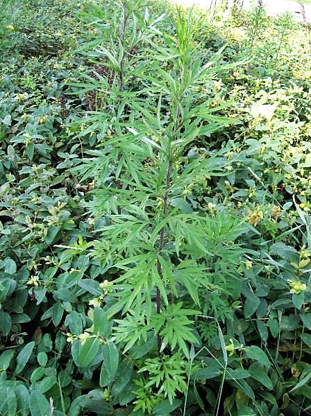 Artemisia_verlotiorum 2.jpg
