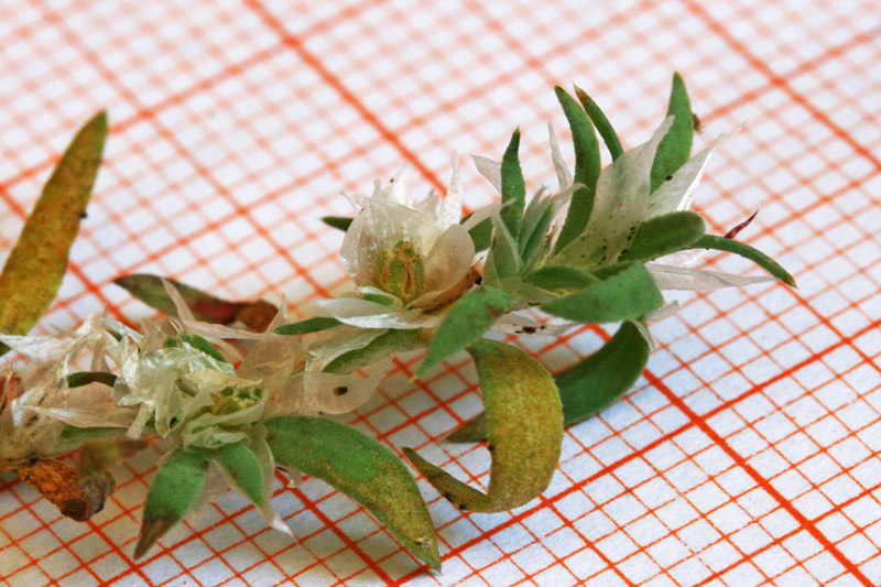 <i>Paronychia argentea</i> Lam.
