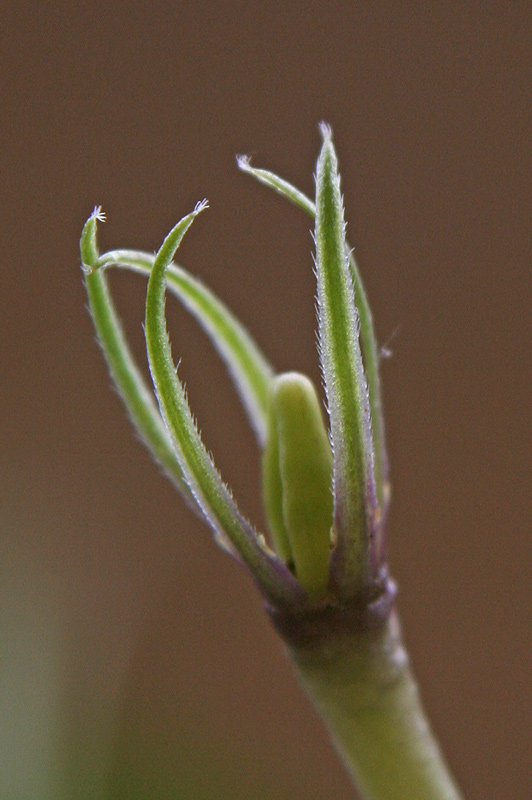 <i>Vinca difformis</i> Pourr. subsp. <i>sardoa</i> Stearn