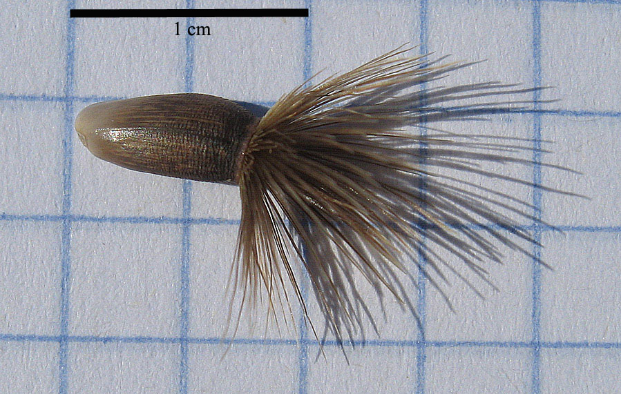 <i>Rhaponticoides centaurium</i> (L.) M.V.Agab. & Greuter
