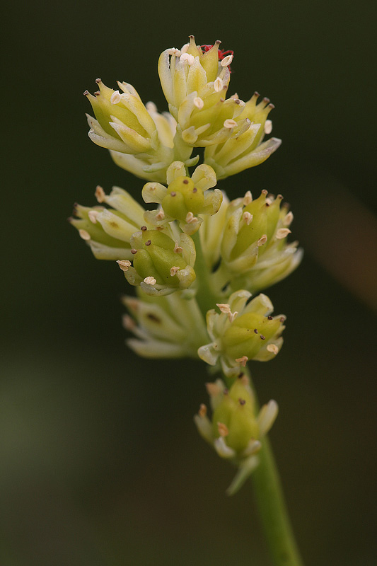 <i>Tofieldia calyculata</i> (L.) Wahlenb.