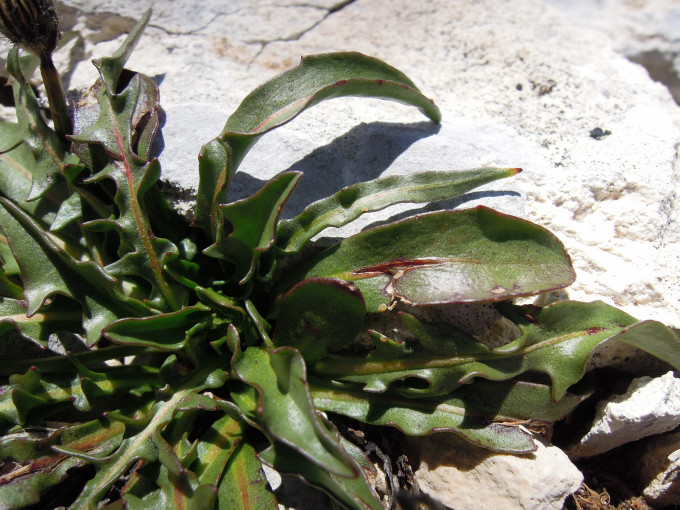 <i>Crepis aurea</i> (L.) Cass. subsp. <i>glabrescens</i> (Caruel) Arcang.