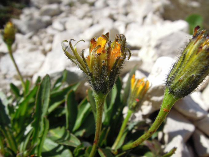 <i>Crepis aurea</i> (L.) Cass. subsp. <i>glabrescens</i> (Caruel) Arcang.