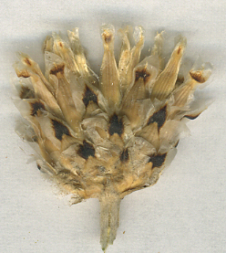 <i>Centaurea tenoreana</i> Willk.