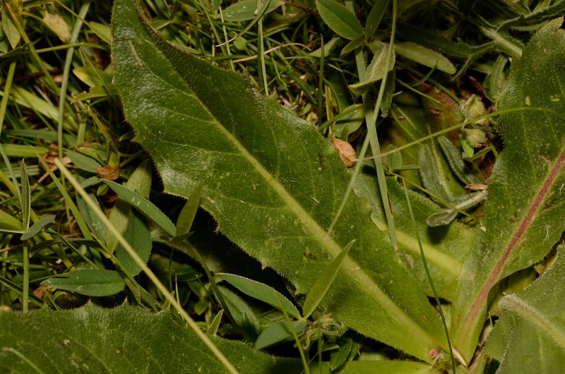 <i>Hypochaeris maculata</i> L.
