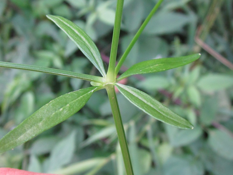 <i>Galium palustre</i> L. subsp. <i>elongatum</i> (C.Presl) Arcang.