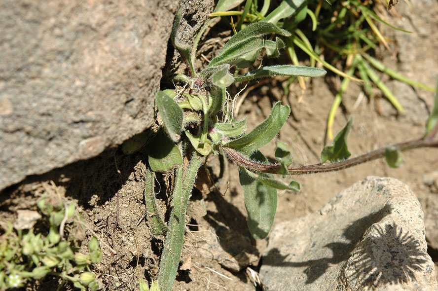 <i>Erigeron alpinus</i> L.
