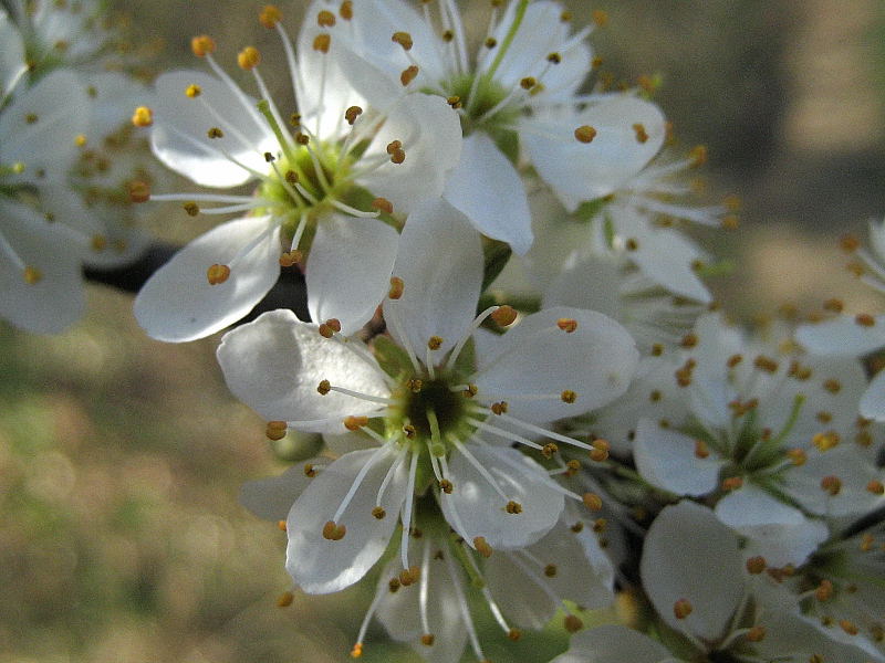 Prunus_spin-03-26_2.JPG