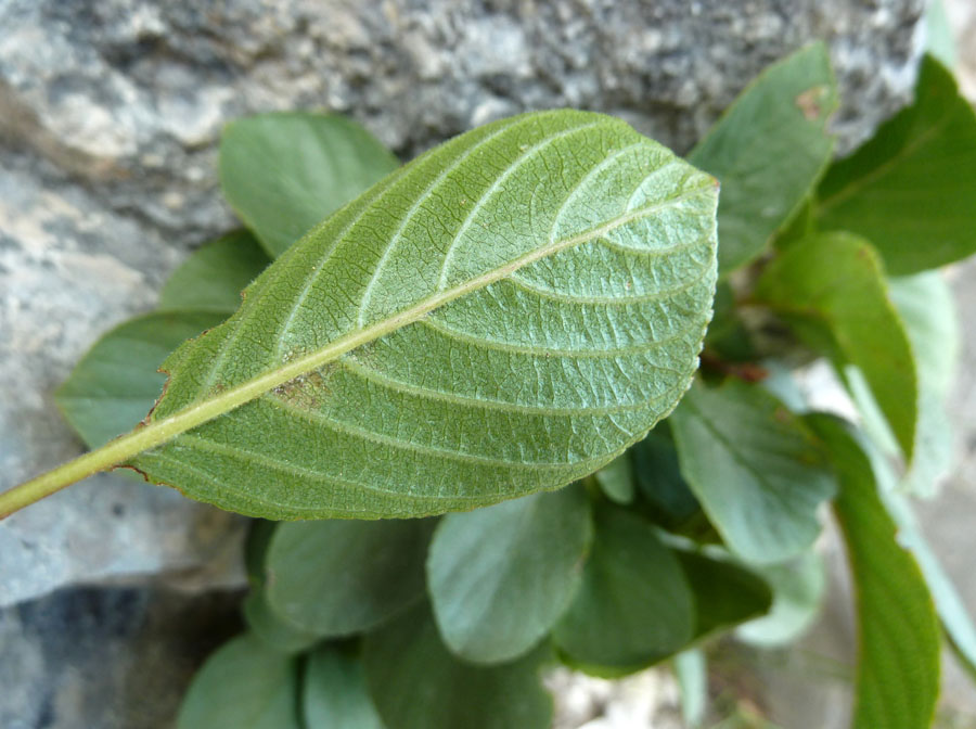 <i>Atadinus pumilus</i> (Turra) Hauenschild subsp. <i>pumilus</i>