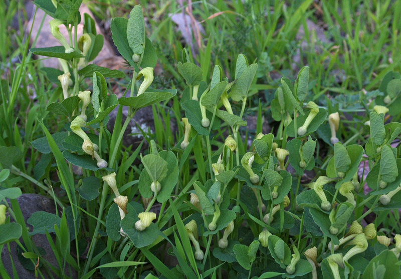 <i>Aristolochia navicularis</i> E.Nardi