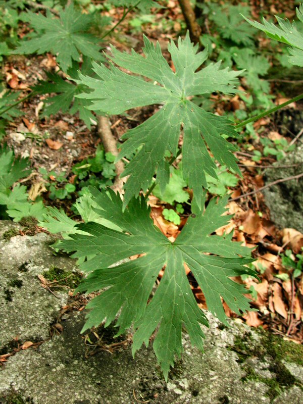 Aconitum lycoctonum subsp. vulparia