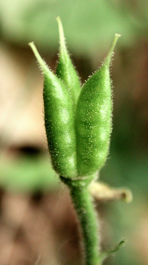 Aconitum lycoctonum subsp. vulparia