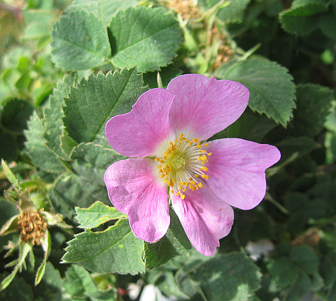 <i>Rosa heckeliana</i> Tratt.