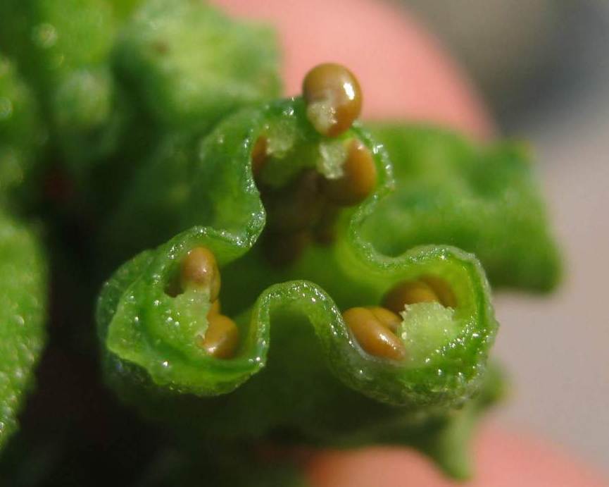 <i>Reseda lutea</i> L. subsp. <i>lutea</i>