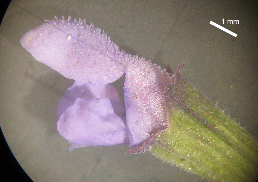 <i>Salvia verticillata</i> L. subsp. <i>verticillata</i>