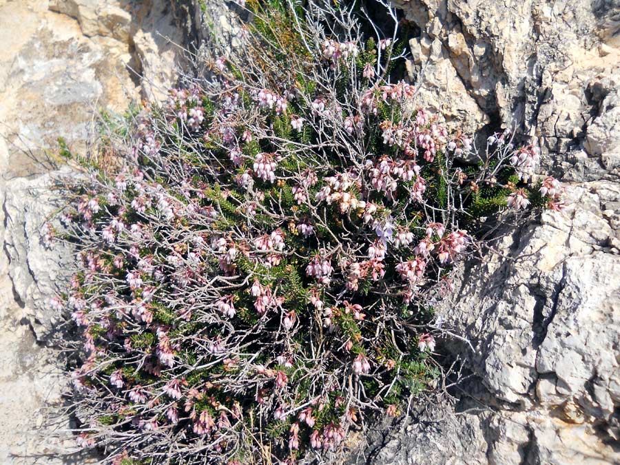 <i>Erica sicula</i> Guss. subsp. <i>sicula</i>