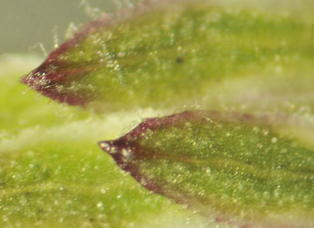 <i>Symphyotrichum pilosum</i> (Willd.) G.L.Nesom