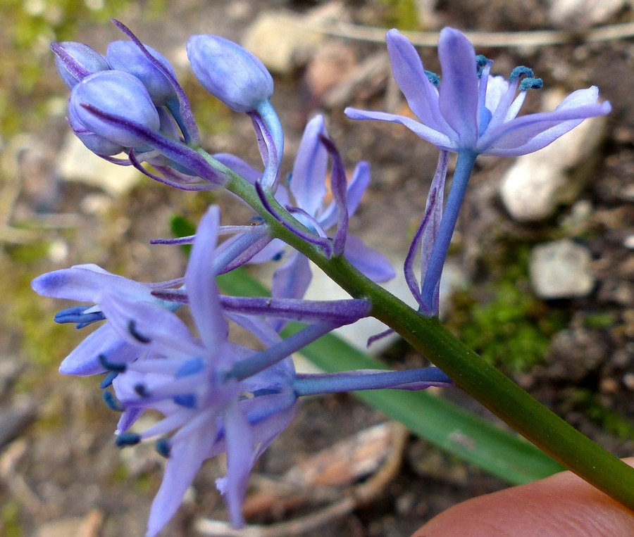 <i>Hyacinthoides italica</i> (L.) Rothm.
