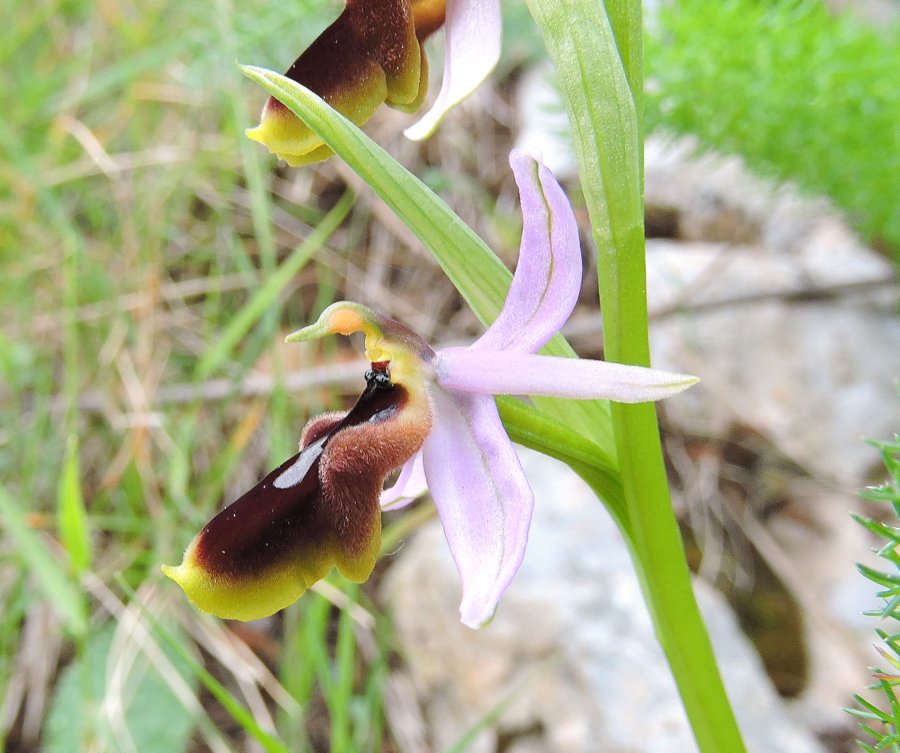 <i>Ophrys lunulata</i> Parl.