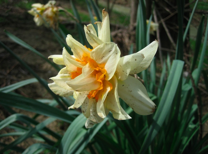 <i>Narcissus Double</i> Daffodil Group (Division 4)