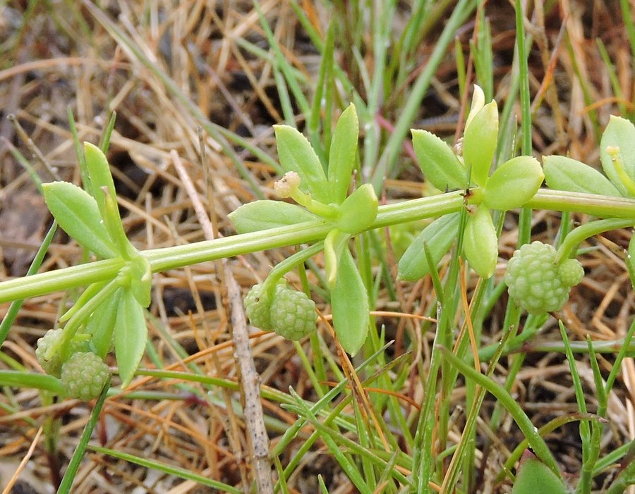 <i>Galium verrucosum</i> Huds. subsp. <i>halophilum</i> (Ponzo) Lambinon