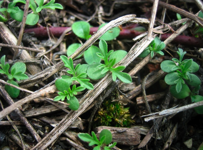 Ambrosia artemisiifolia 3.jpg