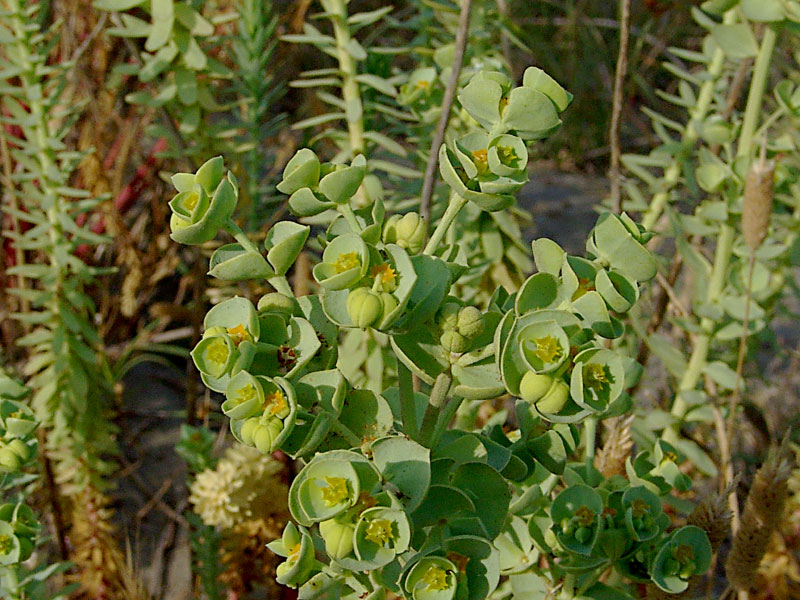 <i>Euphorbia paralias</i> L.