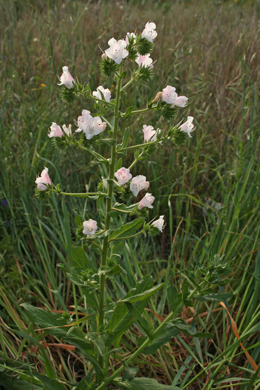 Echium plantagineum L. {F 764}