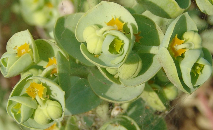 <i>Euphorbia paralias</i> L.