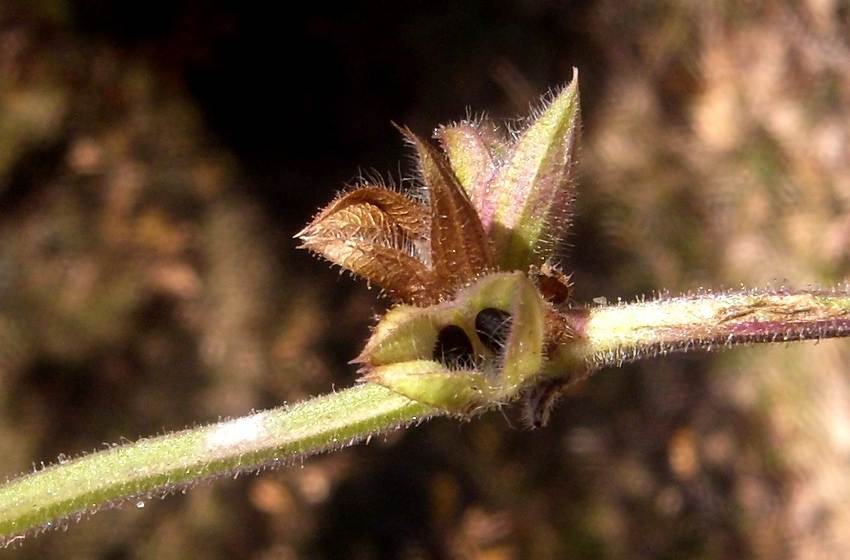<i>Salvia pratensis</i> L.