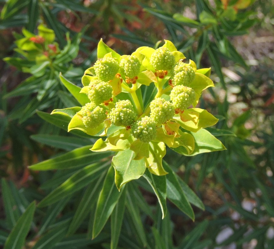 <i>Euphorbia bivonae</i> Steud. subsp. <i>bivonae</i>