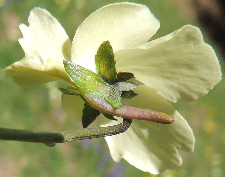 <i>Viola aethnensis</i> (Ging. & DC.) Strobl subsp. <i>splendida</i> (W.Becker) Merxm. & Lippert