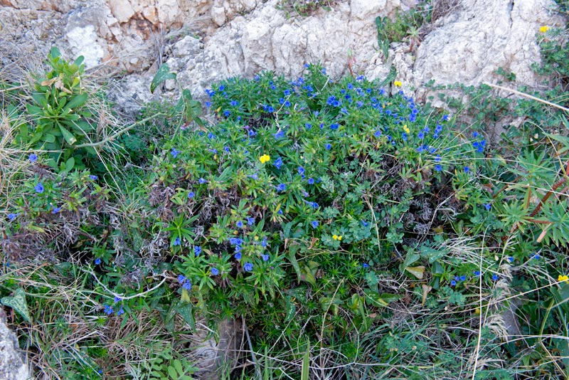 Glandora-rosmarinifolia-habitat.jpg