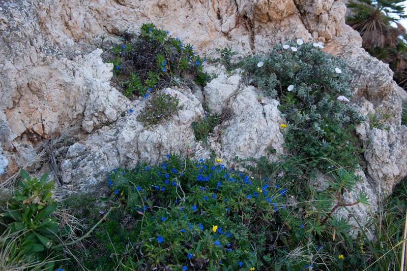 Glandora-rosmarinifolia-habitat2.jpg