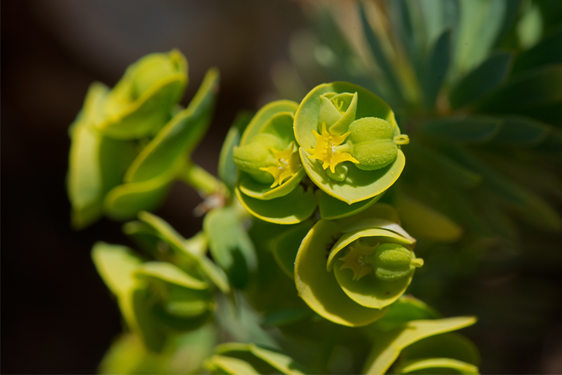 Euphorbia-segetalis-ciazio.jpg