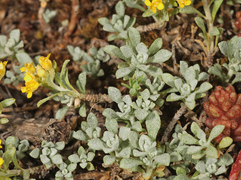 <i>Odontarrhena nebrodensis</i> (Tineo) L.Cecchi & Selvi subsp. <i>nebrodensis</i>